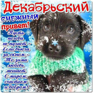 Картинка снежный привет