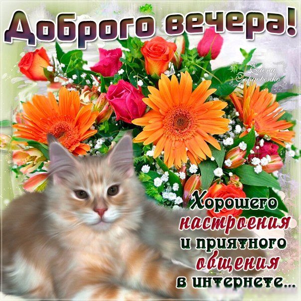 Открытка доброго вечера с котом