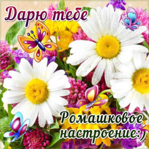 Открытки с ромашками