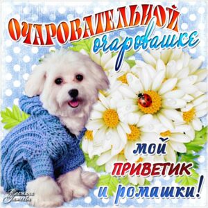 Очаровательной очаровашке