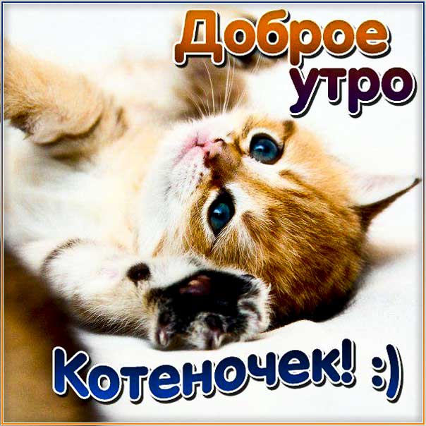 Картинка утро доброе котенок. Котик, с утром с надписью, цветы, котеночек, стишок, узоры, мерцающая, открытка утречко, удачного утра.