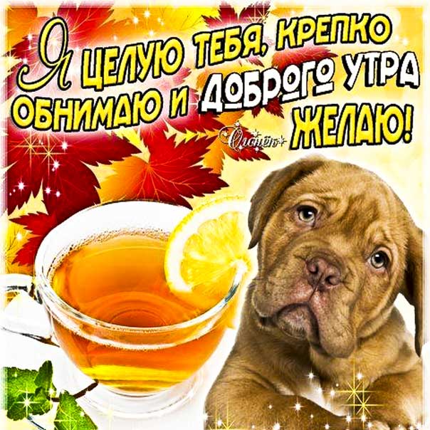 Открытка доброго утра целую. Со словами, яркого утра приятных эмоций, обнимаю, цветы, сияние, утренний позитив, собачка, мигающие, стихи, картинки пожелать.