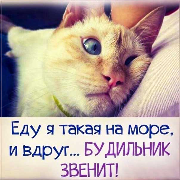 еду я такая на море картинка, на море а тут будильник открытки, веселая картинка а тут будильник, снится а тут будильник