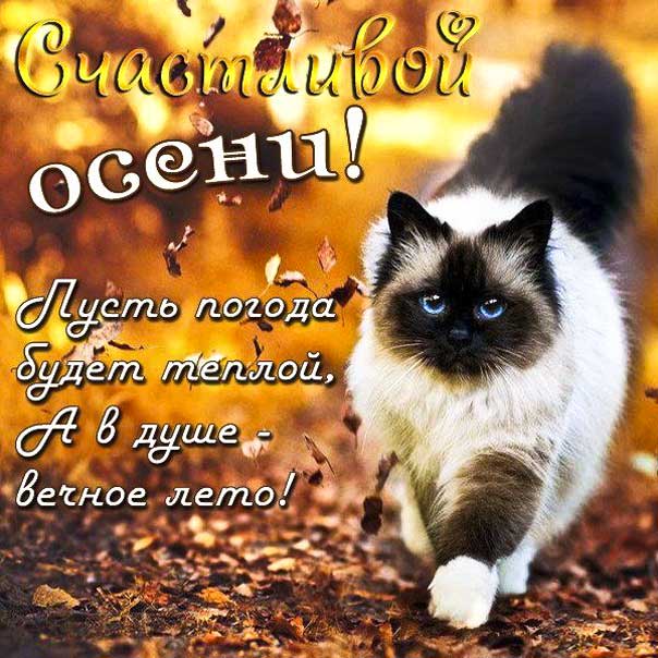 осенние картинки, осеннее настроение, осень позитив, счастливой осени открытки, листья осень, кот осенью, осенняя картинка