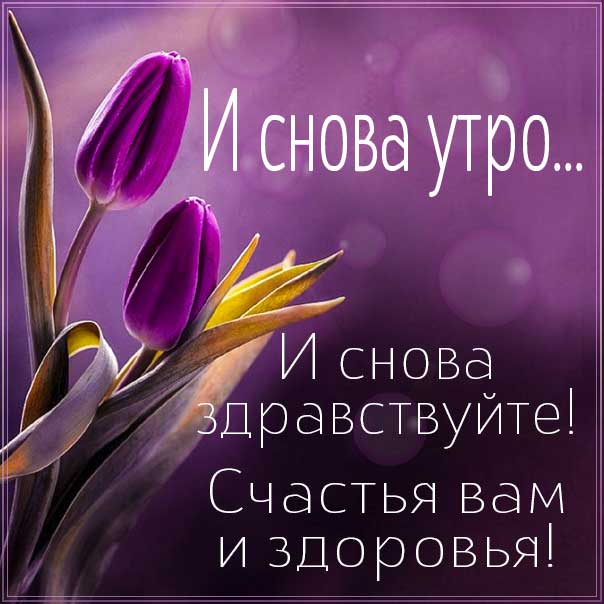доброе утро, с добрым утром, и снова утро, чудесного настроения, про утро картинка, утро с тюльпанами, приветствие утреннее